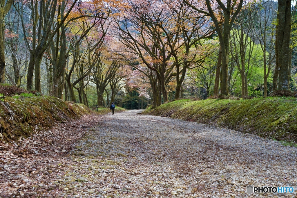 桜散る道