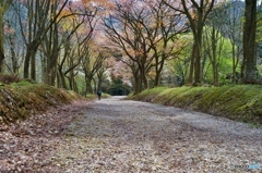 桜散る道