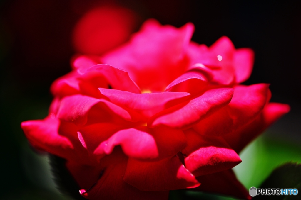 夏のrose