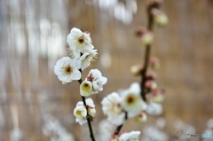 white　ume