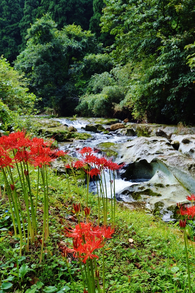 彼岸花