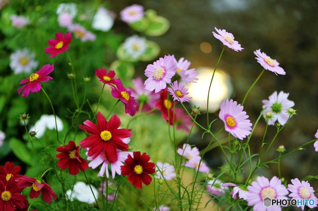 秋の桜