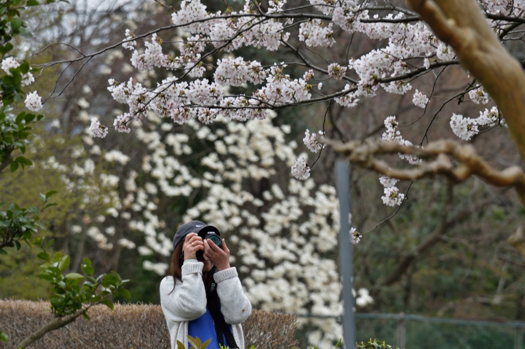 春の華