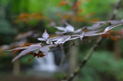 雨上がり