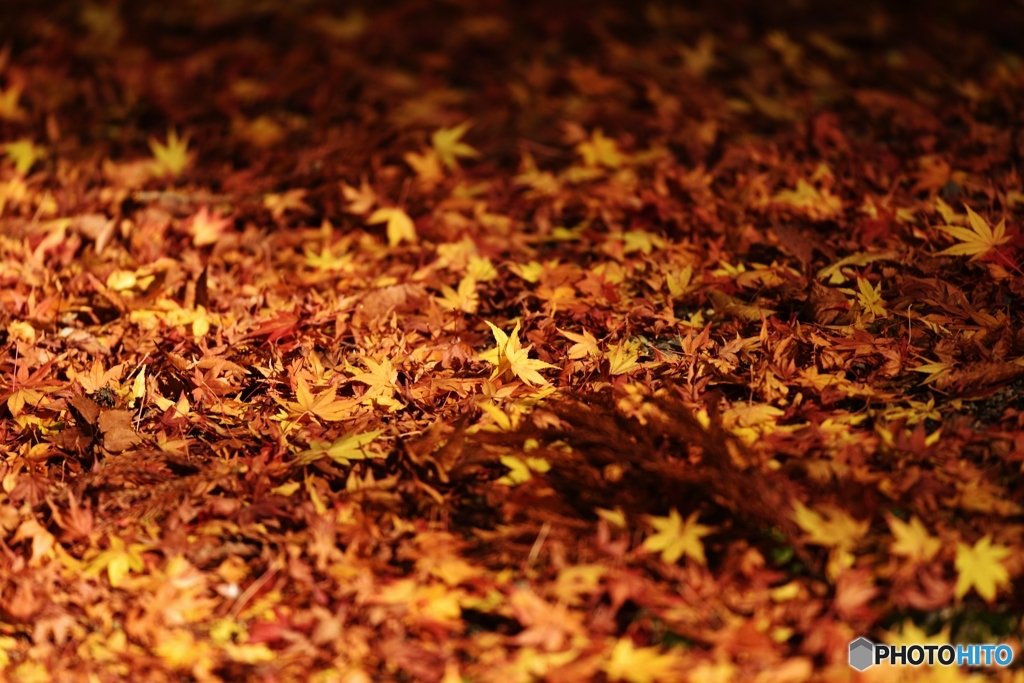 紅葉の絨毯