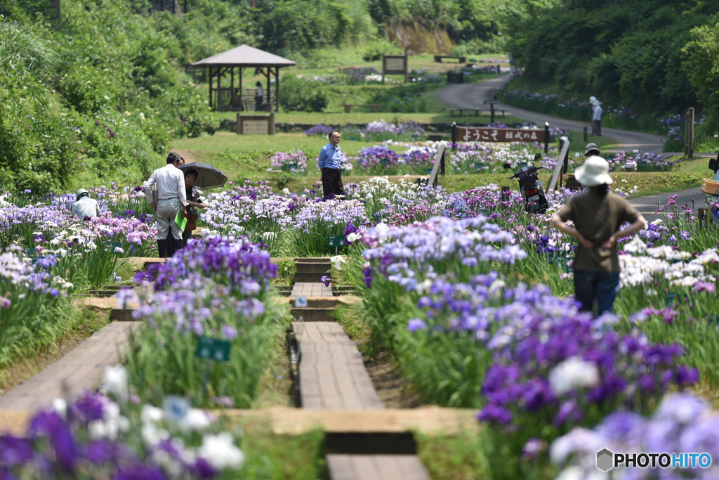 菖蒲