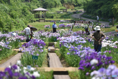 菖蒲