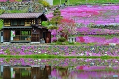 國田家の芝桜