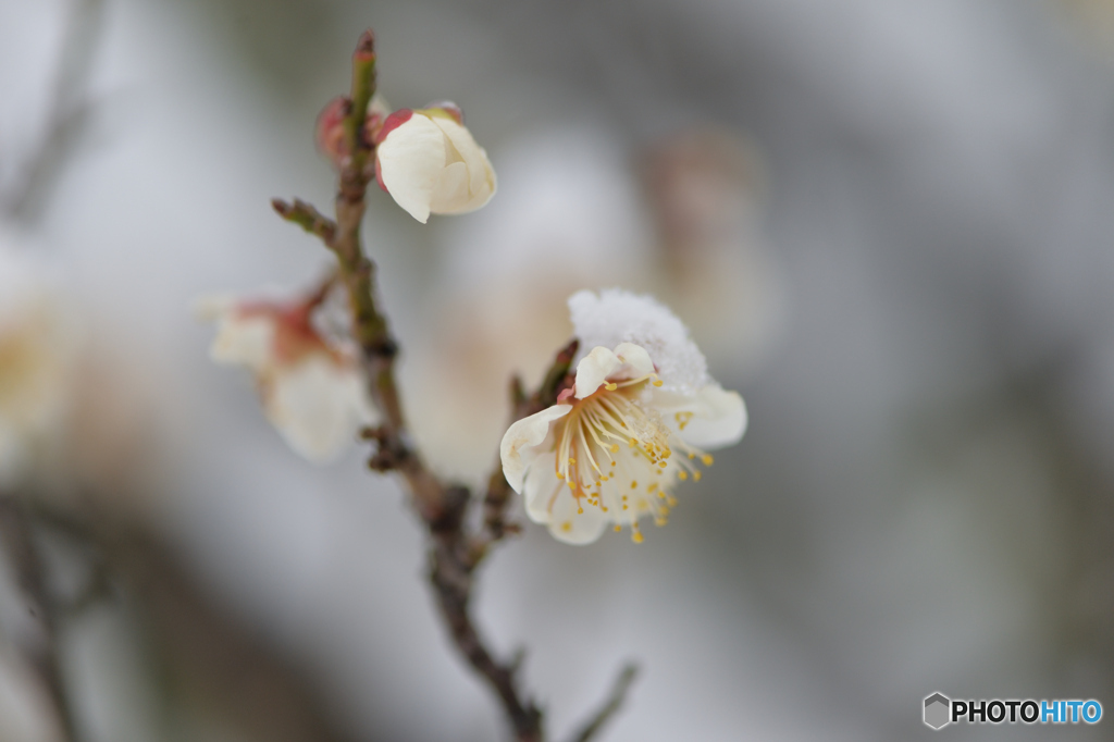 雪の花