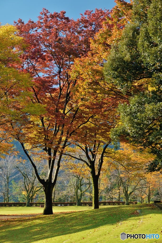 紅葉