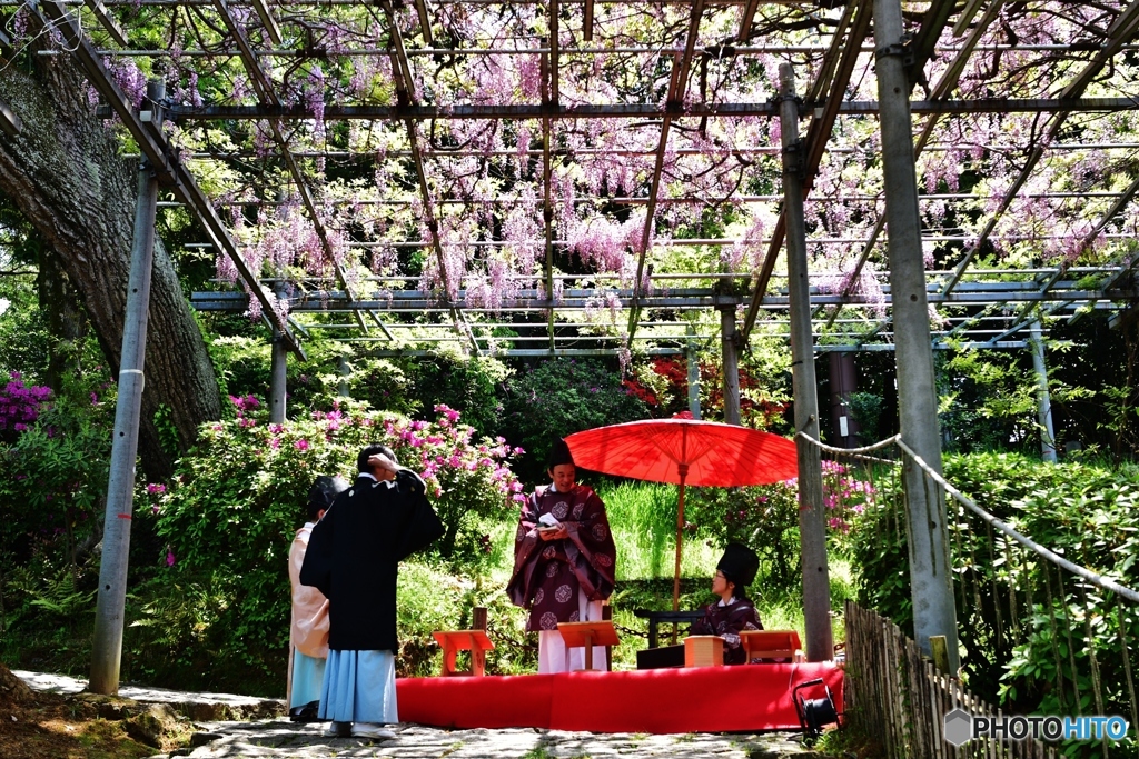 藤祭り