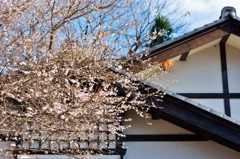 一重の十月桜