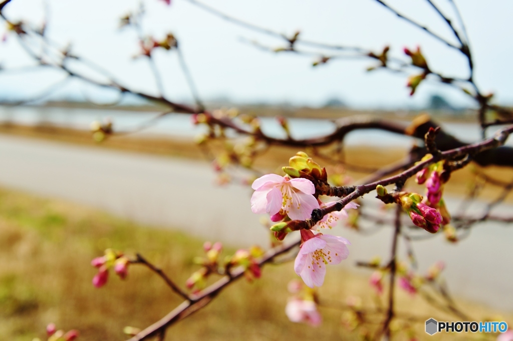 桜咲く