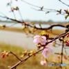 桜咲く