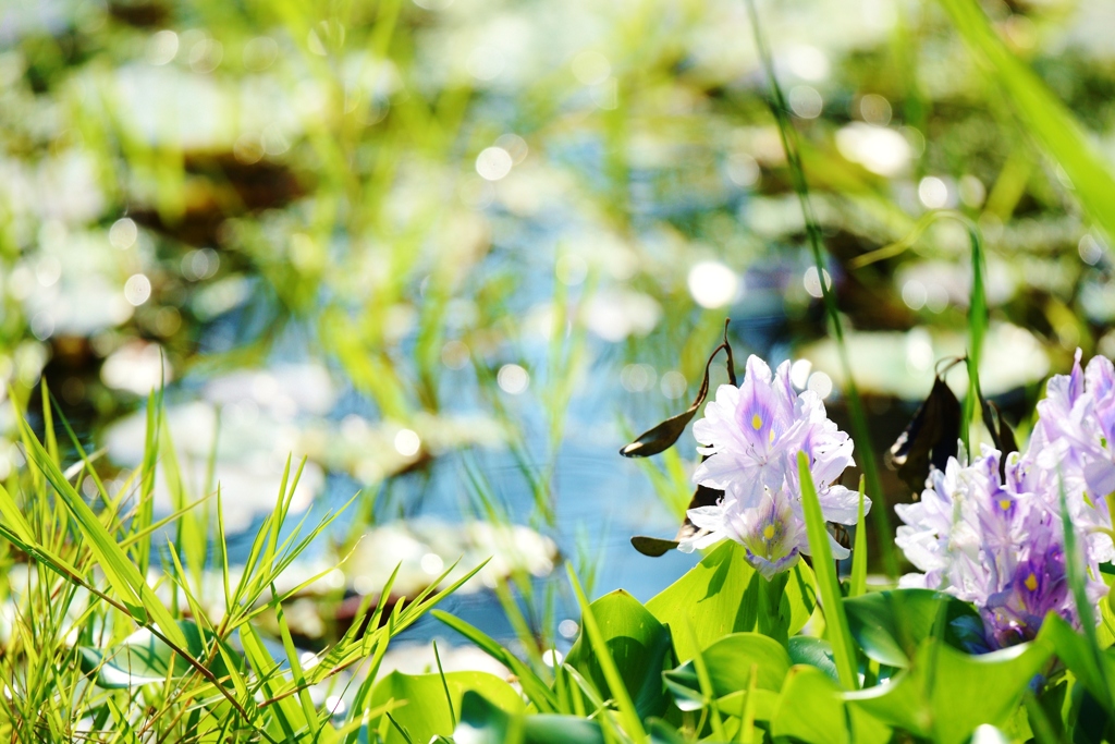 池の花