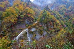 雨の紅葉