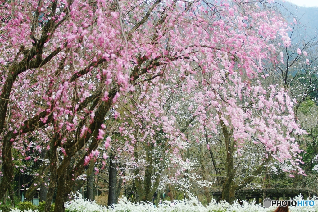 枝垂桜