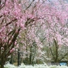枝垂桜