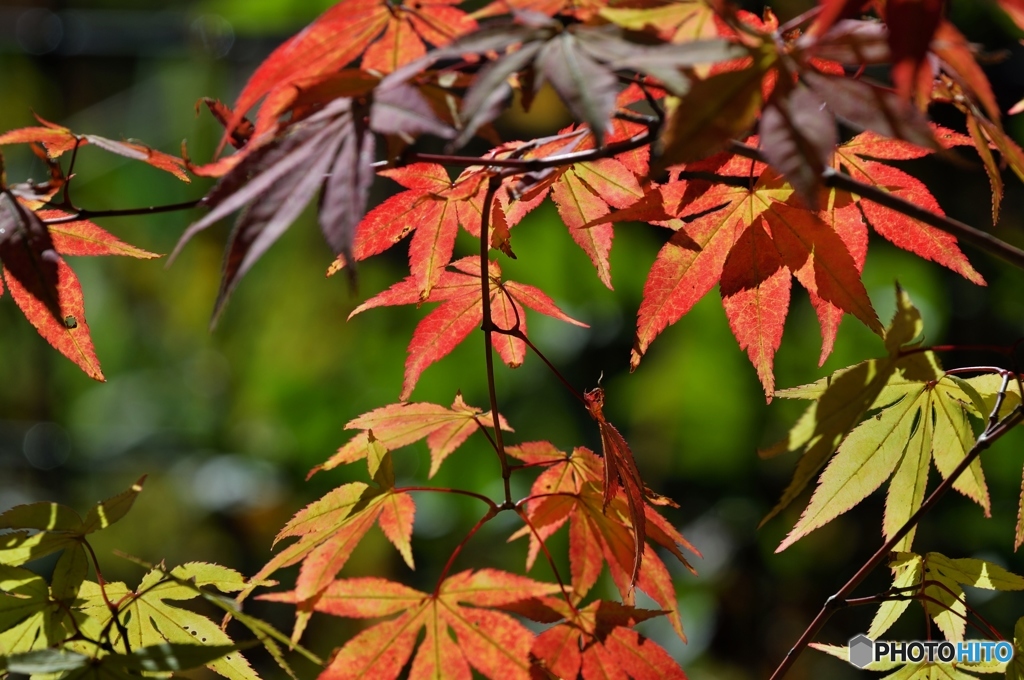 紅葉