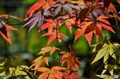 紅葉