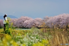 桜満開