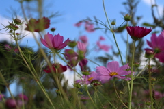 秋桜