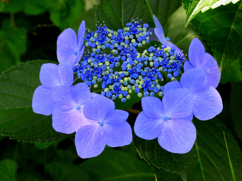 小諸懐古園の紫陽花