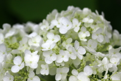 梅雨空の紫陽花