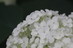 梅雨空の紫陽花