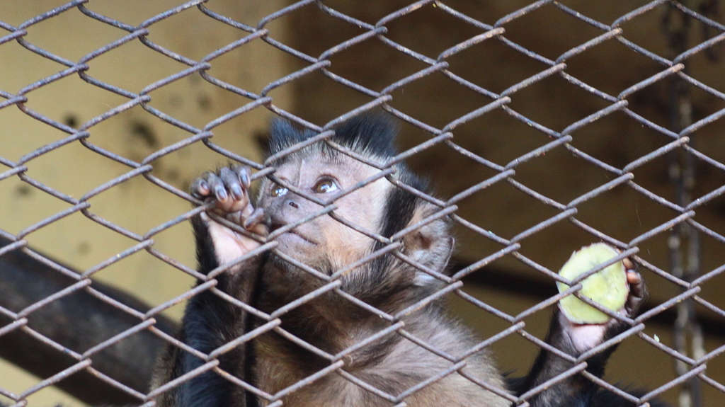 小諸懐古園動物園・遠くを見つめ想いに耽るサルくん！