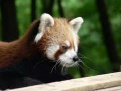 茶臼山動物園のレッサーパンダ♪