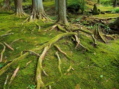 まるで緑の絨毯のよう♪苔が美しい佐久の貞祥寺