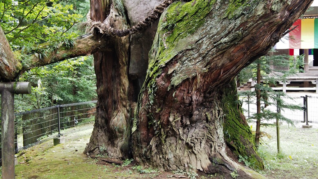 樹齢1000年！迫力満点の神代杉