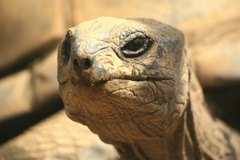 茶臼山動物園のアルダブラゾウガメ