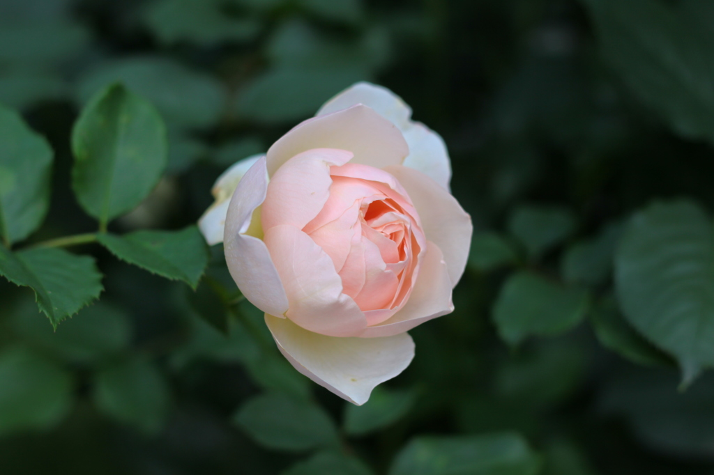 軽井沢 RUZE Villaに咲き誇る薔薇