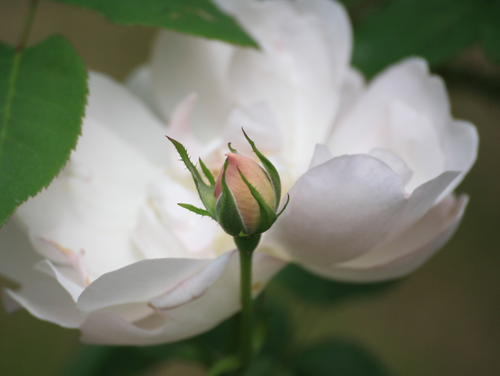 軽井沢レイクニュータウンの花たち⑤