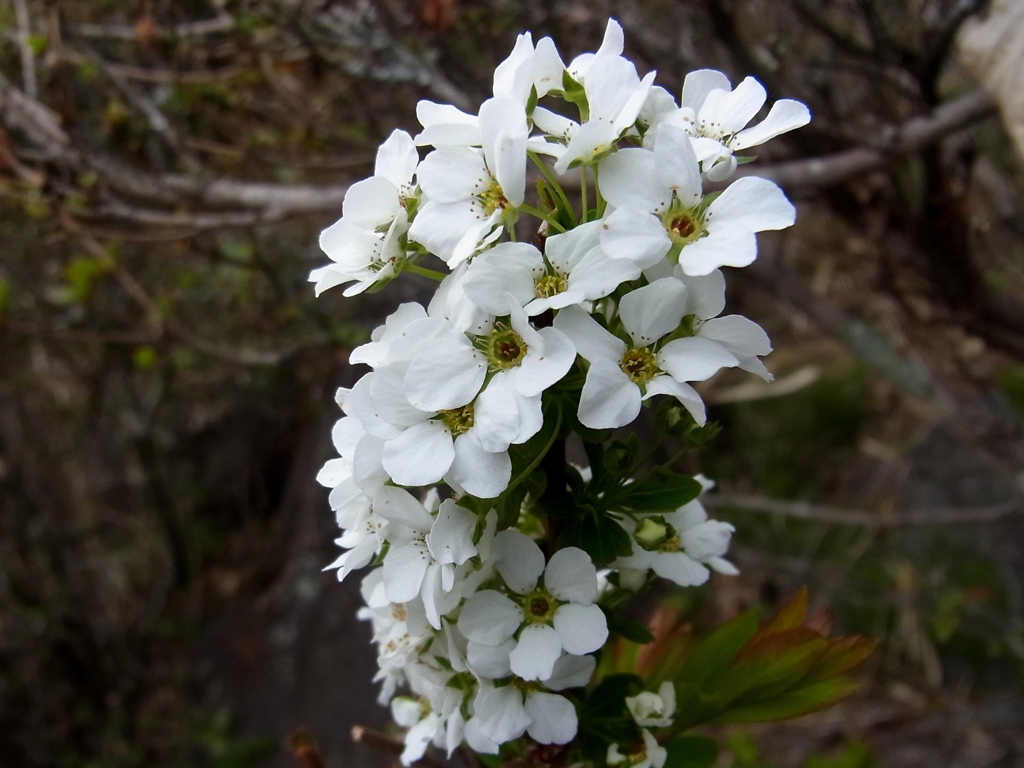 綺麗な花に励まされて散歩の距離がアップする♪②