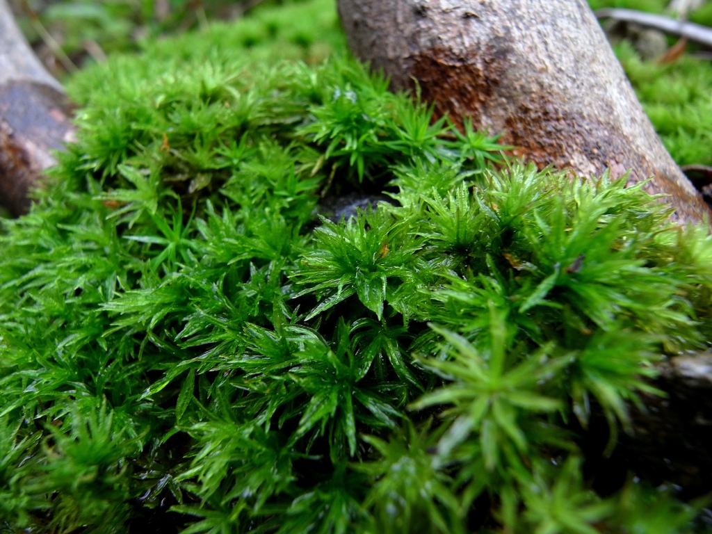 湿気の多い軽井沢は苔の宝庫！カモジゴケ