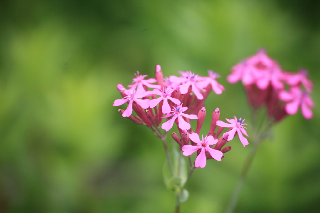 軽井沢レイクニュータウンの花たち①