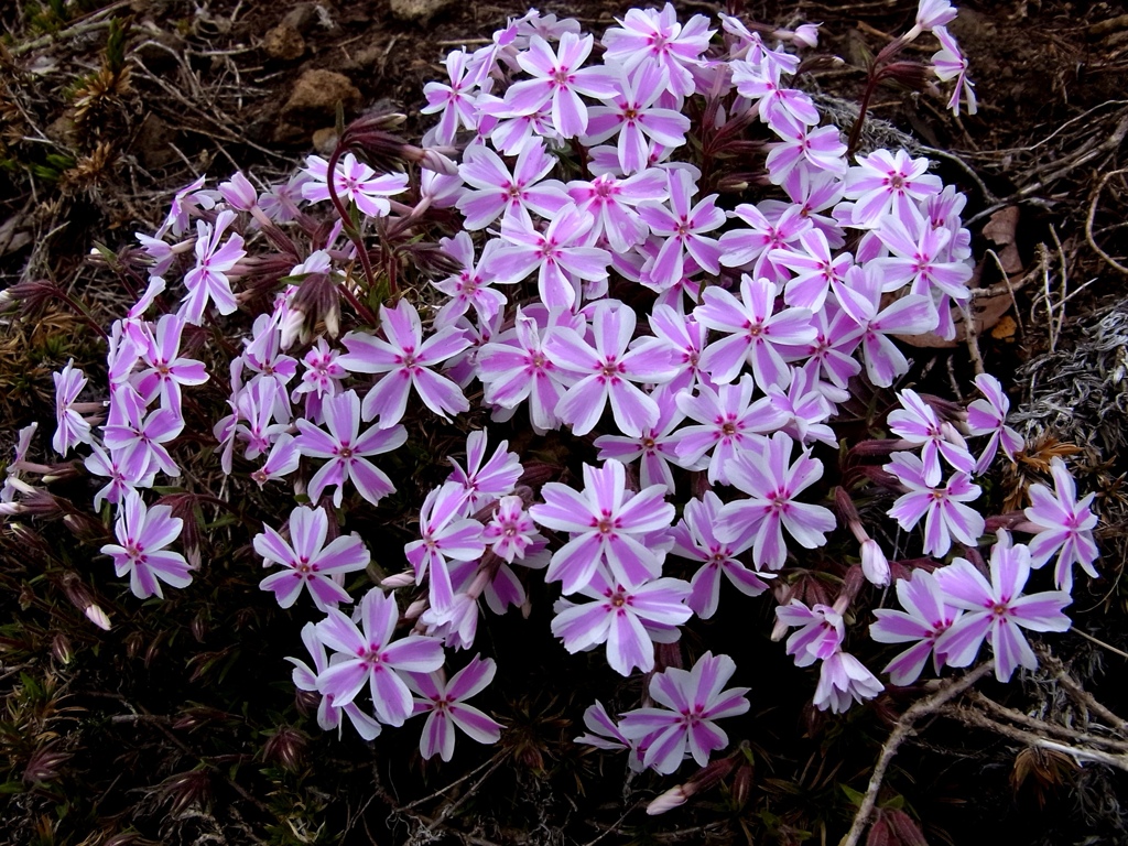 綺麗な花に励まされて散歩の距離がアップする♪①