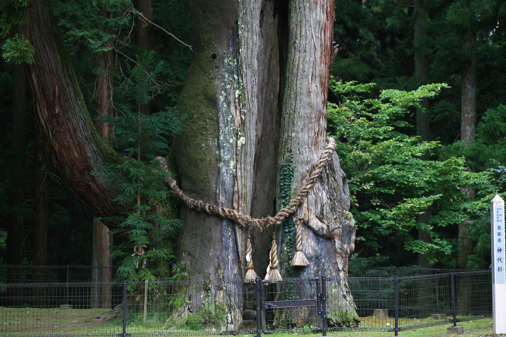 ●真楽寺の神代杉