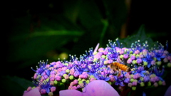 紫陽花にタイミング良く蜂が…♫
