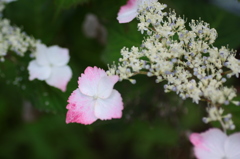 佐久市内山・園城寺の紫陽花