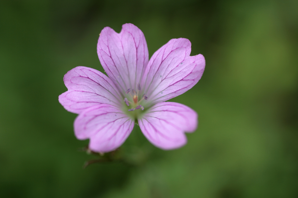 八風湖の紫の花