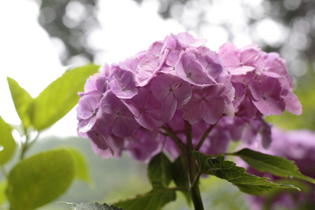 ６月の花を見上げて。