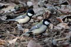 シジュウカラ_20150104