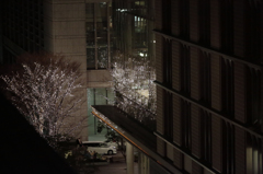 夜桜じゃないよね。