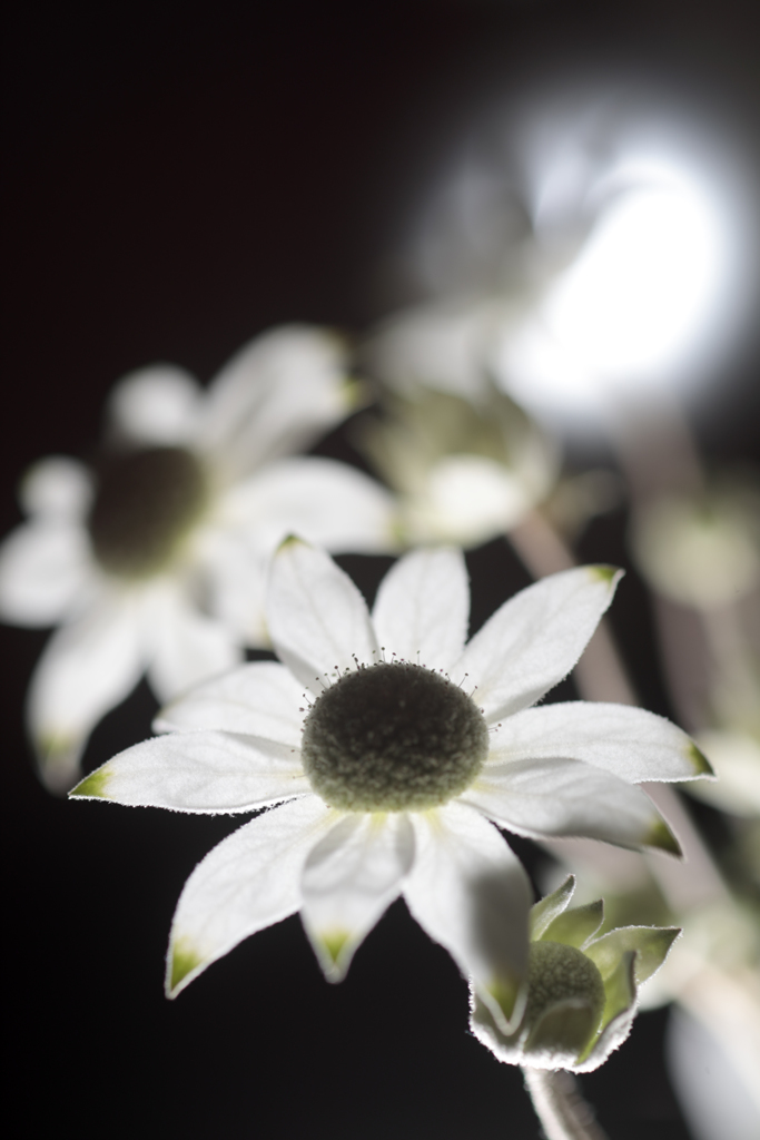 都会の花屋で買ってきた花