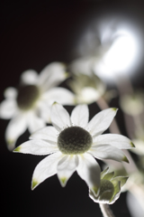 都会の花屋で買ってきた花