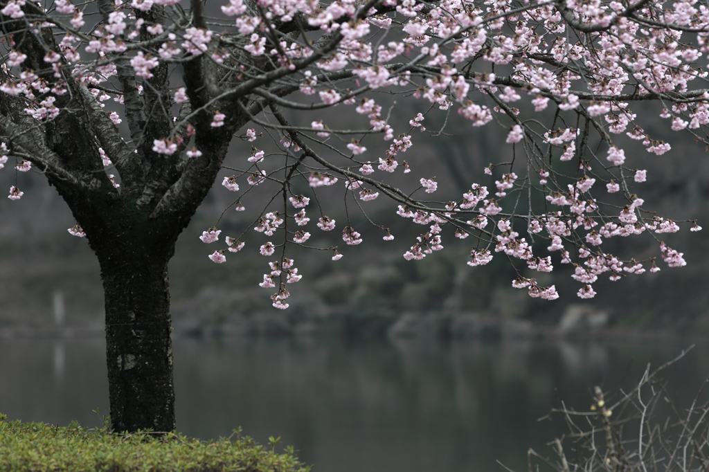河津桜